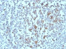 BAFFR/TNFRSF13C Antibody (BAFFR/1558) - Azide and BSA Free, Novus Biologicals 100 &mu;g | Buy Online | Novus Biologicals | Fisher Scientific